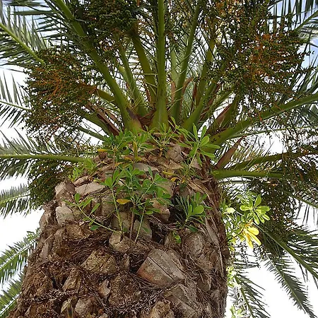 شقة فندقية Piani